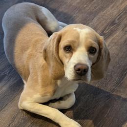 Beagle puppies from Happier with Dogs