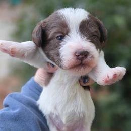 Snoopy - Parti male Schnoodle puppy in Timmonsville, South Carolina from For the LOVE of Poodles, Doodles and Sheepdogs