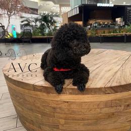Luca - Poodle