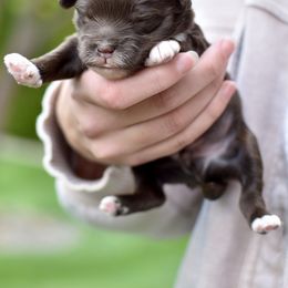 Goldendoodle Puppies from Doodle Babys
