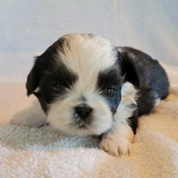 Shih Tzu Puppies from Juniverse Farm