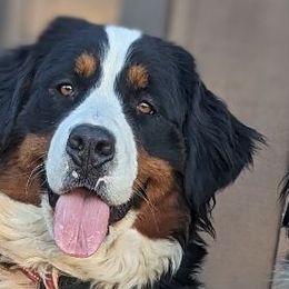 Truffles - Bernese Mountain Dog