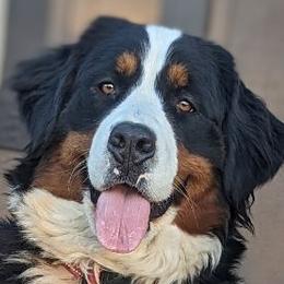 Truffles - Bernese Mountain Dog