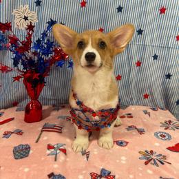 Sleepy - Red female Pembroke Welsh Corgi puppy in Barstow, California from Caldwell’s Corgis of Southern California