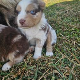 Girl 1 - Red merle female Australian Shepherd puppy in Crooksville, Ohio from VanHorn Australian Shepherds