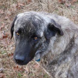 Anatolian Shepherd Dogs and Great Pyrenees from Three Little Birds Farm