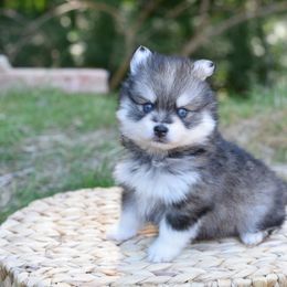 Sage - Gray and white male Pomsky puppy in Coos Bay, Oregon from Ocean View Pomskies