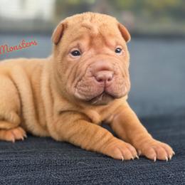 Pumpkin - Apricot dilute female Chinese Shar-Pei puppy in Salem, Ohio from WrinkleMonsters