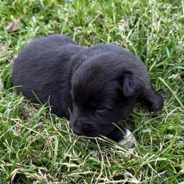 Matt - Black tri-color male Australian Shepherd puppy in Mount Vernon, Texas from RJ's Aussie Posse