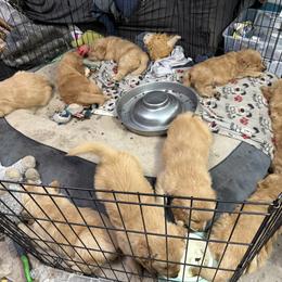 Boy 3 Red and white - Golden male Golden Retriever puppy in Yelm, Washington from Bit O'Heaven Farm
