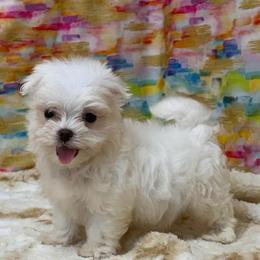 Duey TEACUP - White male Maltese puppy in Monticello, Iowa from Ashley’s Puppies