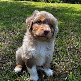 Aiden - Red merle male Australian Shepherd puppy in Butler, Georgia from Aussies at Howling Hill Farm