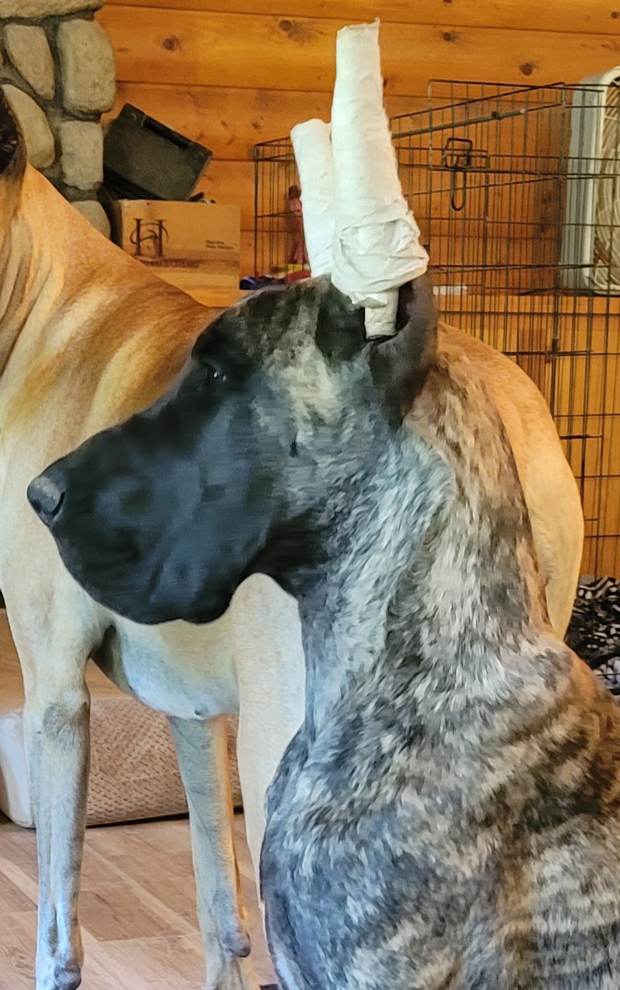 Great Dane Puppies from Simply Sublyme Great Danes