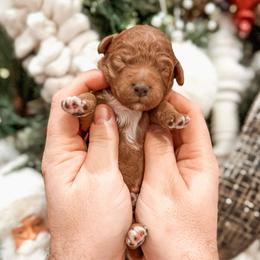 Forrest - Red  male Goldendoodle puppy in Iola, Texas from Supreme Doodles of Texas