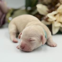 Cream Girl Blue Collar 4300 - Cream female Dachshund puppy in North Branch, Michigan from Doxie View Acres