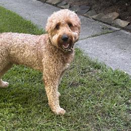 Goldendoodles from New Caney Doodles