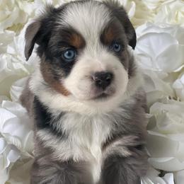 Australian Mountain Doodle and Miniature American Shepherd Puppies from Little Loves Farm