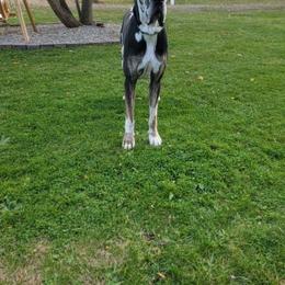 Roman - Great Dane