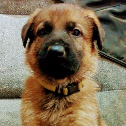 Beagle and German Shepherd Puppies from Nebraska K9's