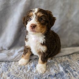 LeFou - male Australian Mountain Doodle puppy in Culpeper, Virginia from Hazel River Doodles