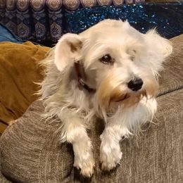 Chi chi - Miniature Schnauzer