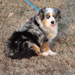 Bella - Toy Australian Shepherd