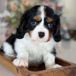 Charlie girl - Tri-color female Cavalier King Charles Spaniel puppy in Yuciapa, California from AlltheDoodlez_