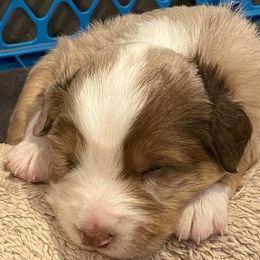 Miniature Australian Shepherds from Wee Cope With Them
