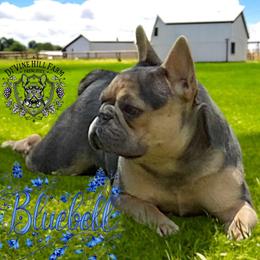 Bluebell - Blue female French Bulldog puppy in Cullman, Alabama from Divine Hill Farm