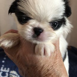 Girl 1 - Black and white female Japanese Chin puppy in Sandstone, Minnesota from Peaceful Garden Cavaliers