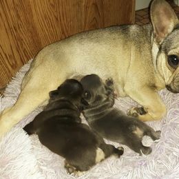 French Bulldog Puppies from Liebsthal