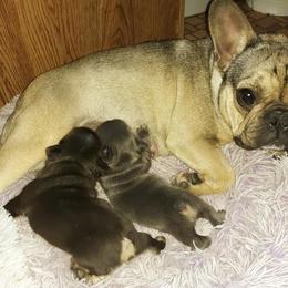 French Bulldog Puppies from Liebsthal