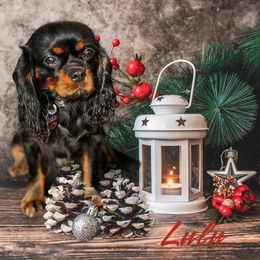 Lulu - Cavalier King Charles Spaniel