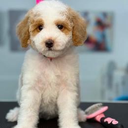 Barbie - Parti female Goldendoodle puppy in Yuciapa, California from AlltheDoodlez_
