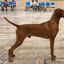 Vizsla All Grown Up from Arailek Vizslas