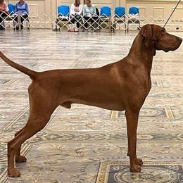 Vizsla All Grown Up from Arailek Vizslas