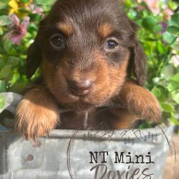Miranda Lambert - Chocolate and tan female Dachshund puppy in Payette, Idaho from NT Mini Doxies