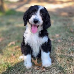 Edith - female Australian Mountain Doodle puppy in Broken Arrow, Oklahoma from Tulsa Australian Mountain Doodles