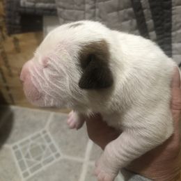 Boy 3 - American Bulldog puppy in Raeford, North Carolina from Muskoka Strong American Bulldogs