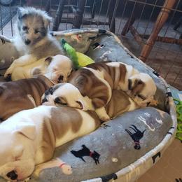 Bulldog and Shetland Sheepdog Puppies from Smooch-A-Bulls English Bulldogs & M&M Shelties