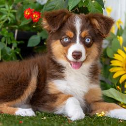 Wren - Red tri female Toy Australian Shepherd puppy in Granbury, Texas from Best Little Aussies