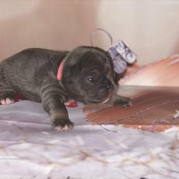 French Bulldog Puppies from Lovemyfrenchies