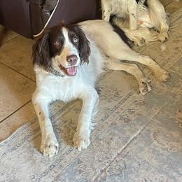 Chief - English Springer Spaniel