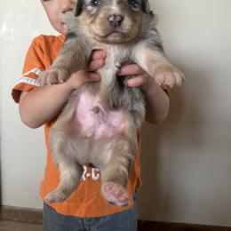 Australian Shepherd Puppies from South Dakota Creekside Australian Shepherds