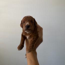 Boy 2 - Red male Labradoodle puppy in Shingle Springs, California from California Double Doodles