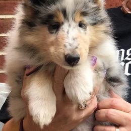 Collies from Duquesne Collies