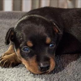 Male 1 - Black and tan male Miniature Pinscher puppy in Hillsboro, Wisconsin from Meek's Min Pins