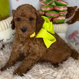 Tabby (Lime Yellow) - Red  female Goldendoodle puppy in Miami, Florida from Katy's Toy Poodles