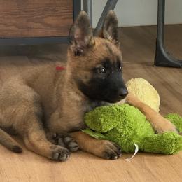 Belgian Malinois Puppies from Zion Malinois