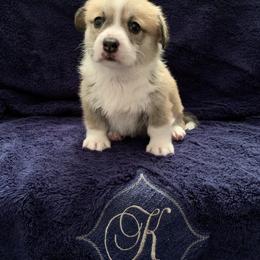 Pembroke Welsh Corgi Puppies from Kenyon Pembroke Welsh Corgis